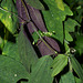 Passiflora 'Sunburst' (9)