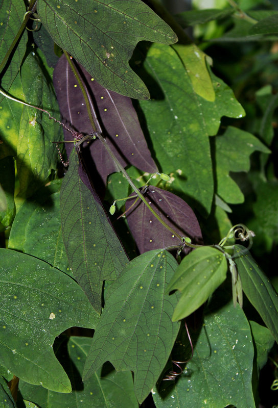 Passiflora 'Sunburst' (9)