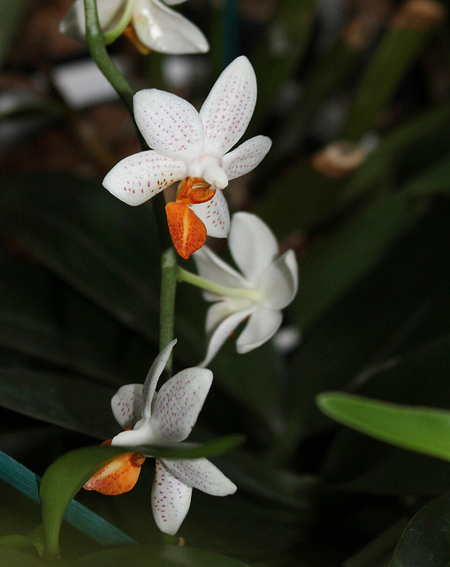 Phalaenopsis 'Mini Mark'