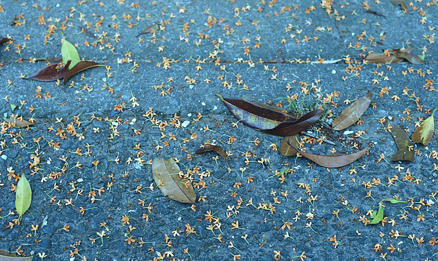 Fallen flowers of fragrant orange-colored olive