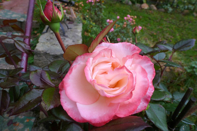 Blumen in meinem Garten - floroj en mia ĝardeno