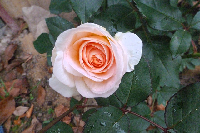 Blumen in meinem Garten - floroj en mia ĝardeno