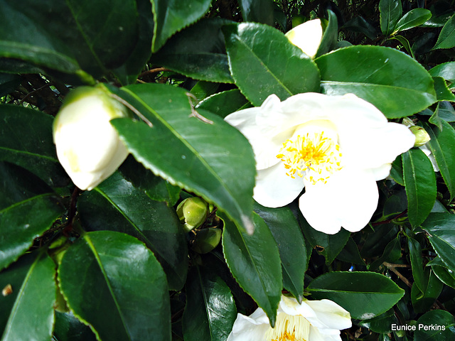 White Camellia