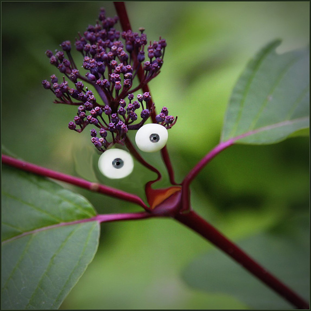 Cornus Troll