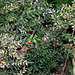 Fragon- Ruscus