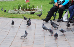 Pigeons de Cusco