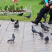 Pigeons de Cusco