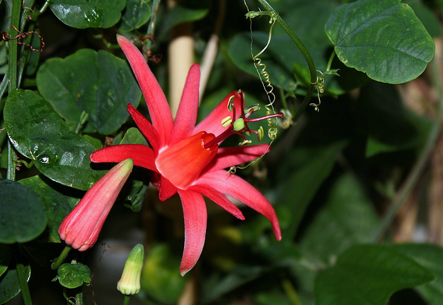 Passiflora murucuja (4)