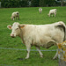 Charolais Cows at Lac de la Dathée, France