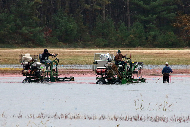 Dislodging the cranberries