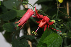 Passiflora murucuja (6)