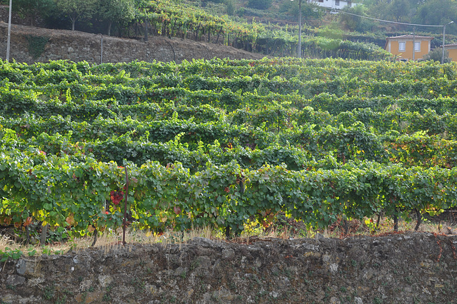 Vallée  du Douro