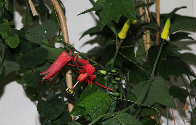 Passiflora murucuja (8)