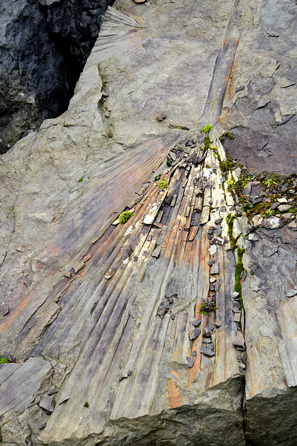 Palm Frond Fossil