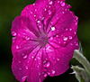 Macro Petunia