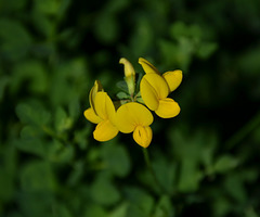 Fleur jaune