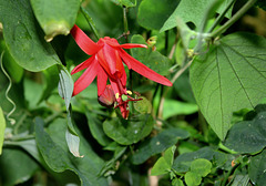 Passiflora murucuja (2)