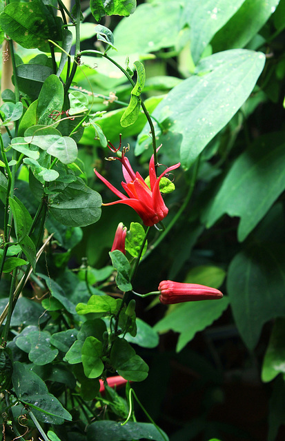 Passiflora murucuja (3)