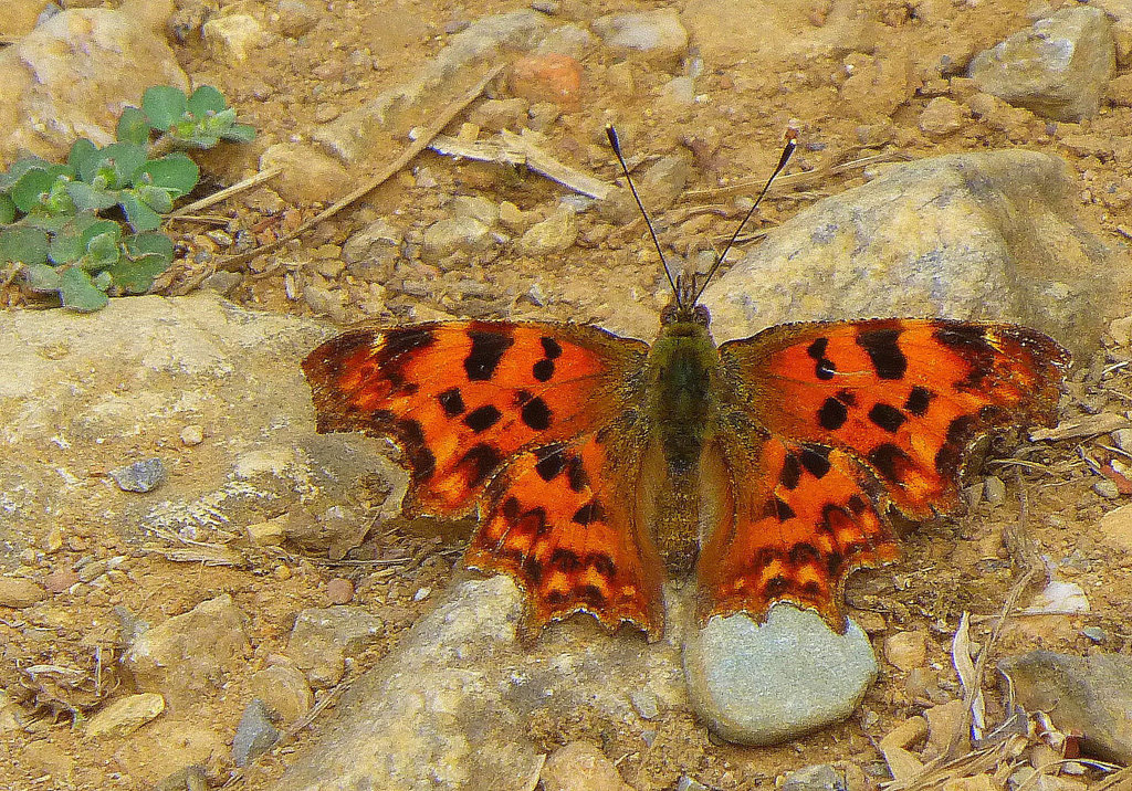 Papillon du chemin