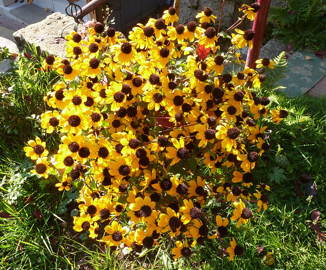 Blüten im Herbst - aŭtumna floroj