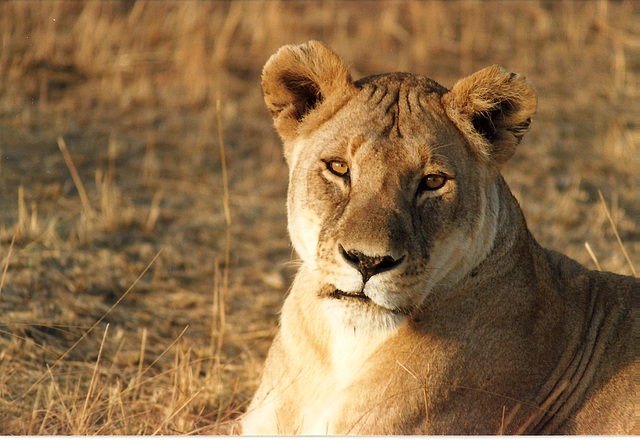 Lioness in the evening sun