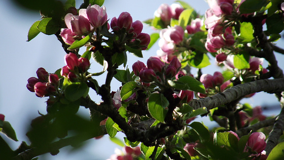 Super apple blossom predicting a glut of apples