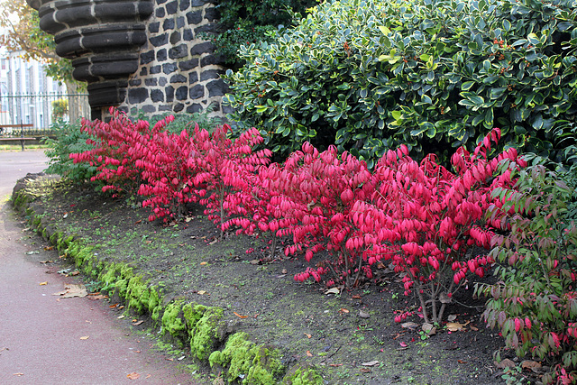 Euonymus alatus - Fusain ailé  (2)