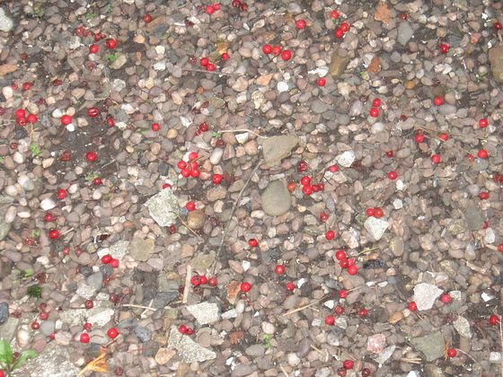 Dropped berries predicting a harsh winter ?