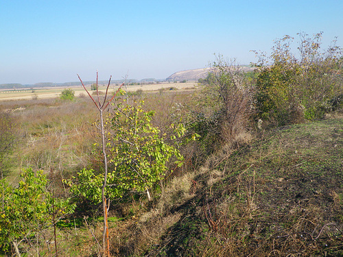 IMGP0560