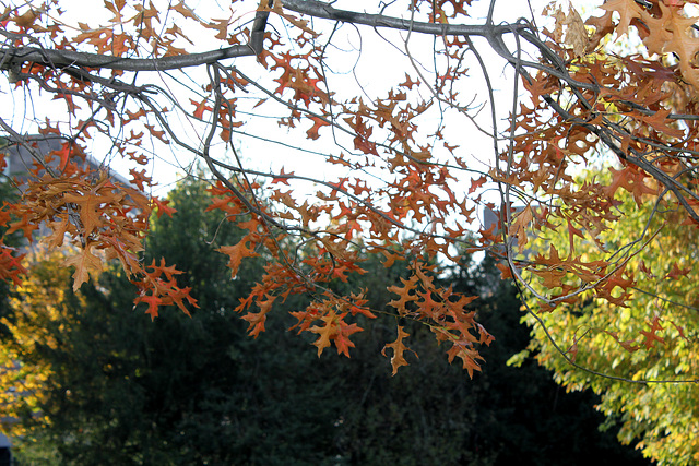 Quercus coccinea