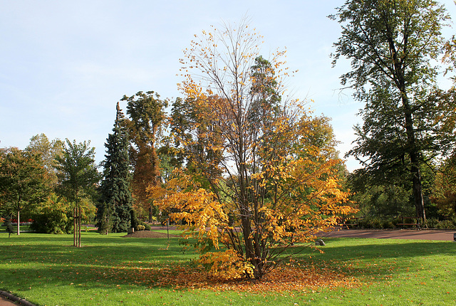 Jardin Lecoq - Clermont - 63 (4)