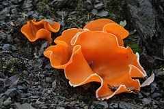 Orange Peel Fungus