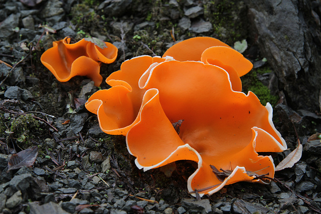 Orange Peel Fungus