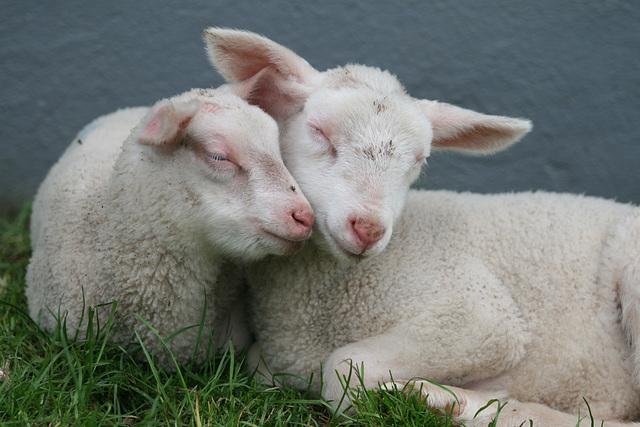 Zeit zum Kuscheln