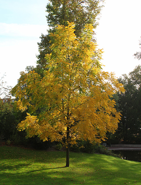 Juglans nigra