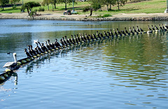 Ducks In A Row