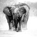 elephants  in the dust. Etosha. Namibia