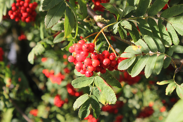 Rowan Berries