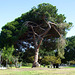 Park Tree