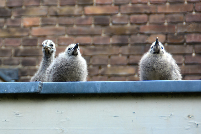 Young Gulls