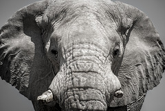 elephant. Etosha. Namibia