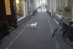 White cat crosses the road