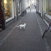 White cat crosses the road