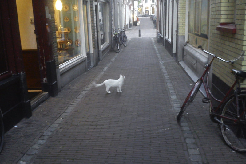 White cat crosses the road