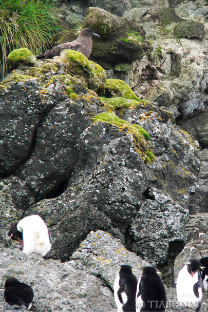 The watching skua