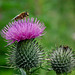 Macro Thistle and Hover Bee