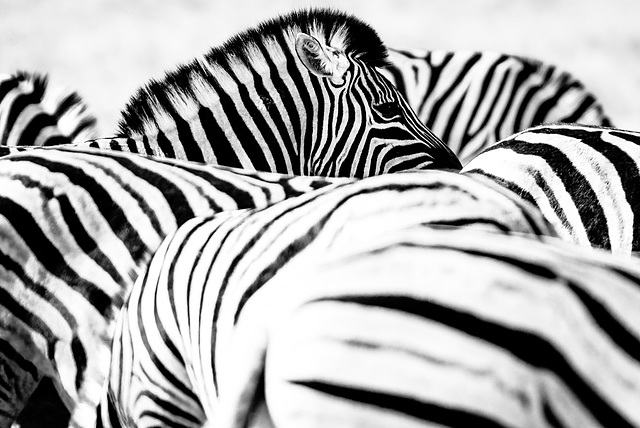 zebres . Etosha. Namibia