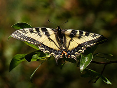 Swallowtail