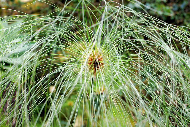 Madeira. Monte. Botanischer Garten. Papyruspflanze. ©UdoSm