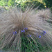 Grass and blue flowers